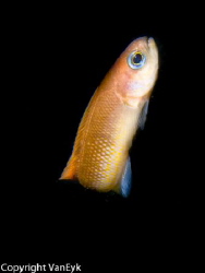 The Southern Hulafish (Trachinops caudimaculatus) is a te... by Bill Van Eyk 